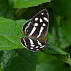 Four-spotted Sailor Butterfly