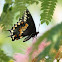 Eastern black swallowtail 