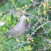 African Olive-Pigeon