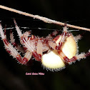 Shamrock Orb Weaver Spider