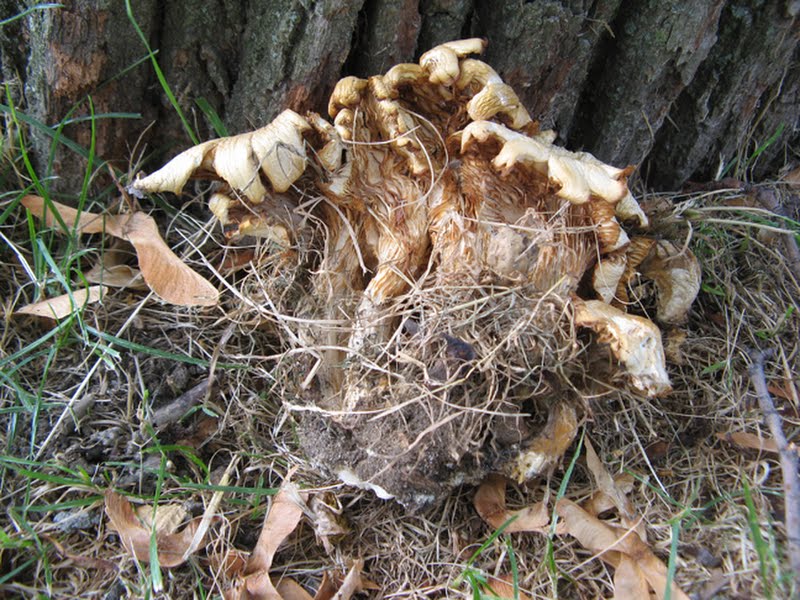 dried oyster mushroom (2 of 2)