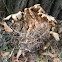 dried oyster mushroom (2 of 2)