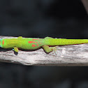 Gold dust day Gecko