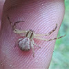 Northern Crab Spider