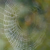 cross spider web