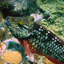 Stoplight parrotfish