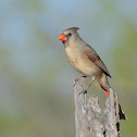 northern cardinal (female)