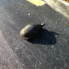 Florida Red-bellied turtle