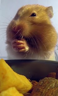 Hamster Eats Live wallpaper Screenshots 5