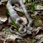 Florida Pine Snake (with meal in belly)