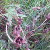 Datura stramonium