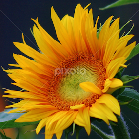 Gloomy No More by Sherri Woodbridge - Flowers Single Flower