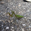 Chinese Mantis