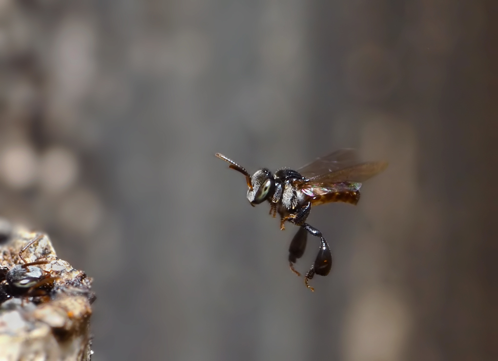 Mosquito bee Project Noah
