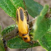 Goldenrod soldier beetle