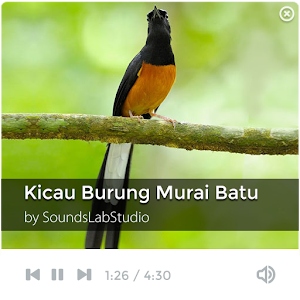 Suara Kicau Burung Murai Batu 1.6.7