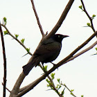 Common Grackle