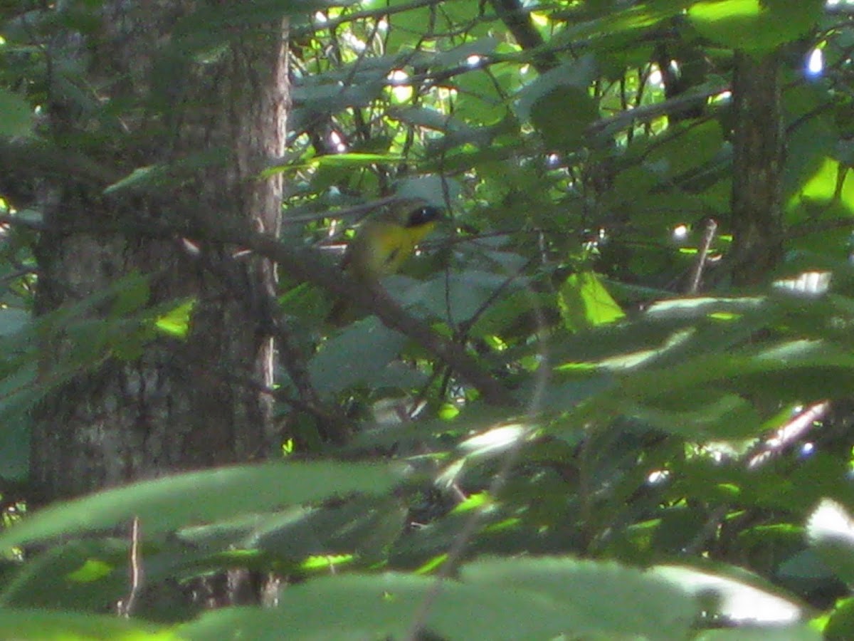 Common Yellowthroat