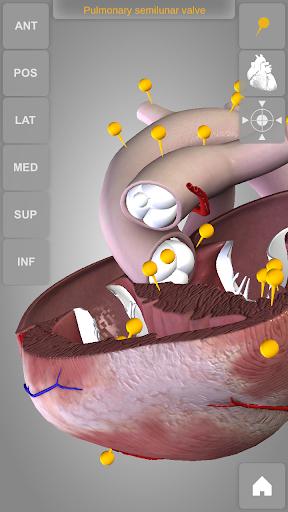 【免費醫療App】Heart 3D Anatomy-APP點子