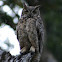 Great Horned Owl