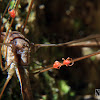 Crane fly and mites