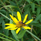 Small Milkweed Bug