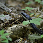 Black Rat Snake