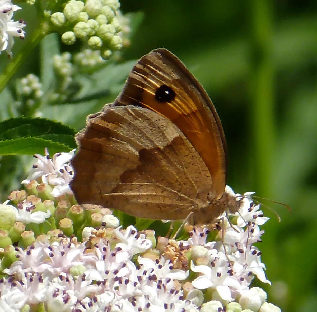 Meadow Brown