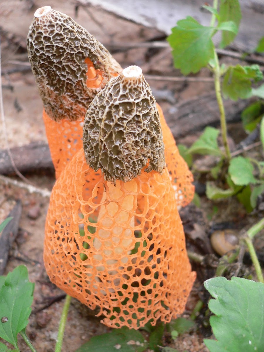 Veiled Stinkhorn fungus
