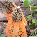 Veiled Stinkhorn fungus