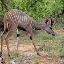 Lesser Kudu