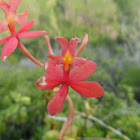 Epidendrum x obrienanum