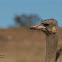 Ostrich - male