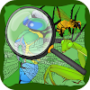 Find Hidden Stuff Game: Insect