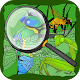 Find Hidden Stuff Game: Insect APK