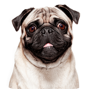 Talking Pug for PC and MAC