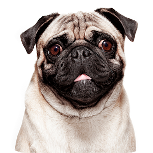 Talking Pug Hacks and cheats