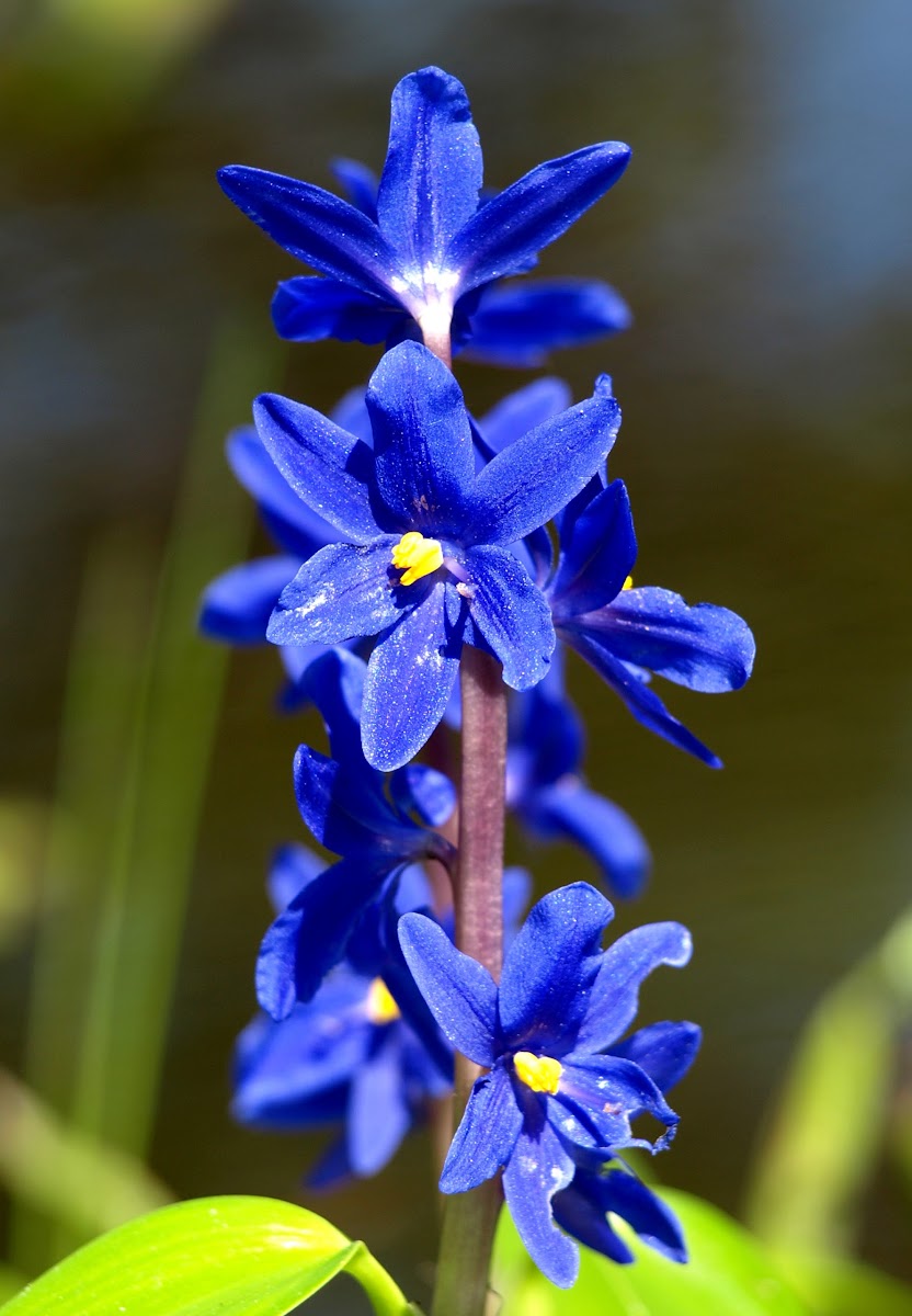 Native Water Hyacinth