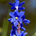 Native Water Hyacinth