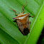 Stink Bug