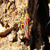 Candy Striped Leafhopper