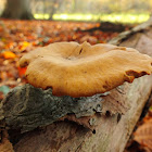 Polypore variable