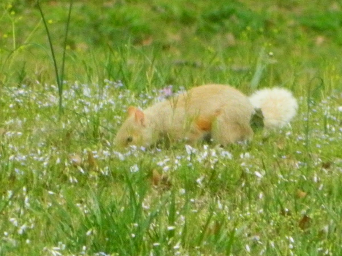 Blonde Eastern Gray Squirrel (leucistic) | Project Noah
