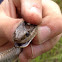 Terrestrial Garter snake
