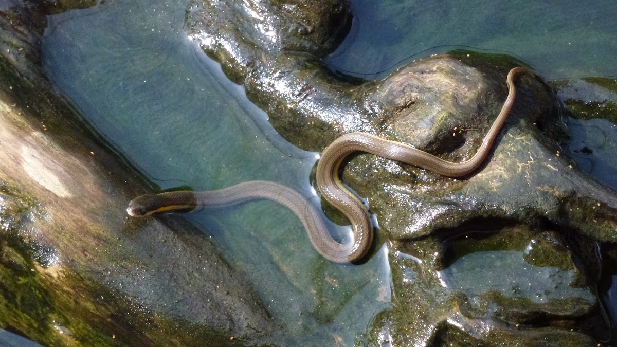 Oliver Keelback water Snake