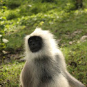 Indian monkey