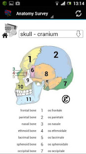 Human Anatomy(圖2)-速報App