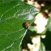 Two-spot ladybird & larva