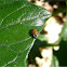 Two-spot ladybird & larva