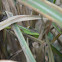北草蜥 / Ocellated six-lined grass lizard